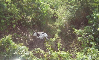 St Kitts Train Ride19